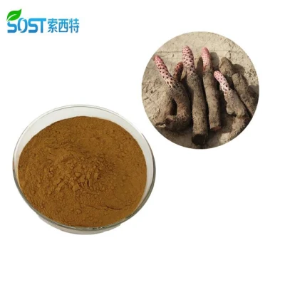 Estratto di erbe sessuale naturale di Cynomorium Coccineum/Suoyang/Cynomorium Songaricum per esseri umani